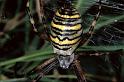 Argiope_bruennichi_P1109_Z_90_Les Gris_Frankrijk